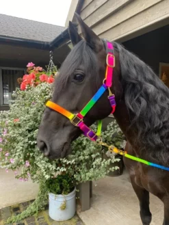 KM Padded Headcollar Rainbow Set