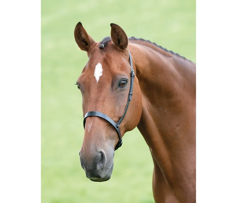 Velociti GARA Cavesson Noseband In HAVANA 1 Velociti GARA Cavesson Noseband In HAVANA