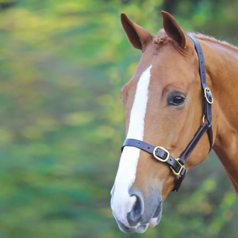 Shires Velociti GARA Fully Adjustable Leather Headcollar In HAVANA 1 Shires Velociti GARA Fully Adjustable Leather Headcollar In HAVANA