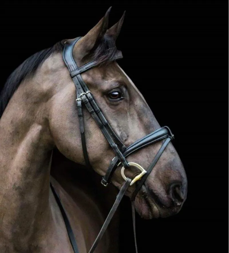 Ecorider Ecosoft Luxe Bridle Black 2 Ecorider Ecosoft Luxe Bridle Black – Image 2