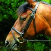 Celtic Equine Classic Bridle Black