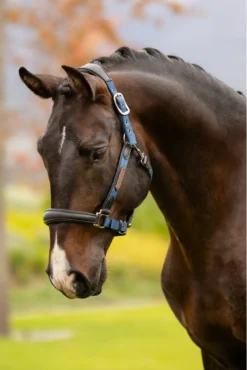 LeMieux Capella Headcollar Atlantic -Fournitures Équestres Boutique chb