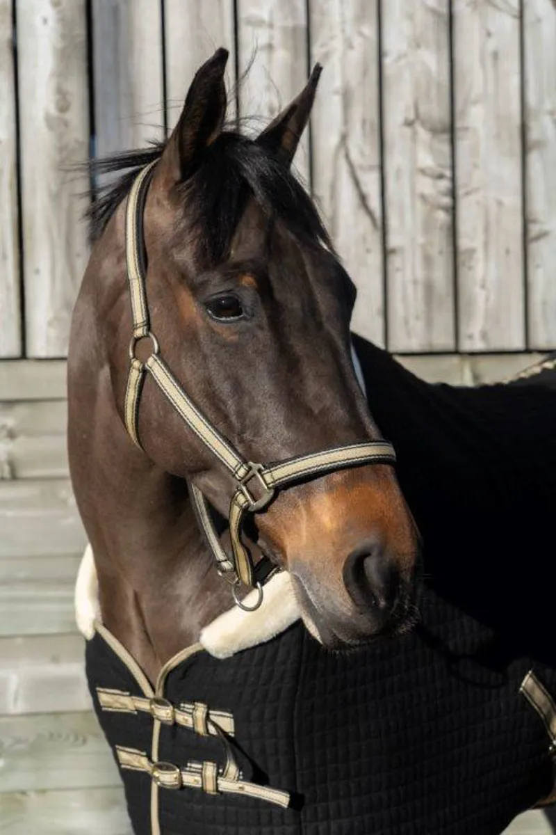 Cameo Equine Core Headcollar And Rope Black/Gold 1 Cameo Equine Core Headcollar And Rope Black/Gold