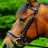 Celtic Equine Comfort Flash Bridle Black