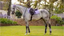 LeMieux Grafter Boots Wisteria