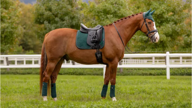 Le Mieux Classic Polo Bandages Spruce 1 Le Mieux Classic Polo Bandages Spruce