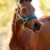 LeMieux Mini Vogue Headcollar And Leadrope Evergreen