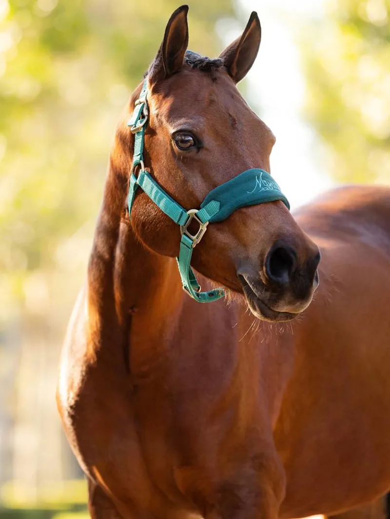 LeMieux Mini Vogue Headcollar And Leadrope Evergreen 1 LeMieux Mini Vogue Headcollar And Leadrope Evergreen